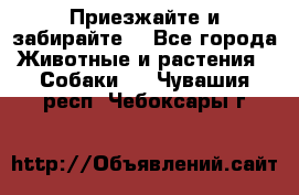 Приезжайте и забирайте. - Все города Животные и растения » Собаки   . Чувашия респ.,Чебоксары г.
